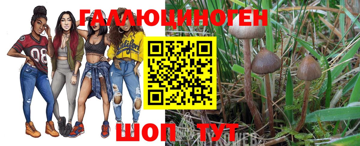 Псилоцибиновые грибы Psilocybe Куйбышев